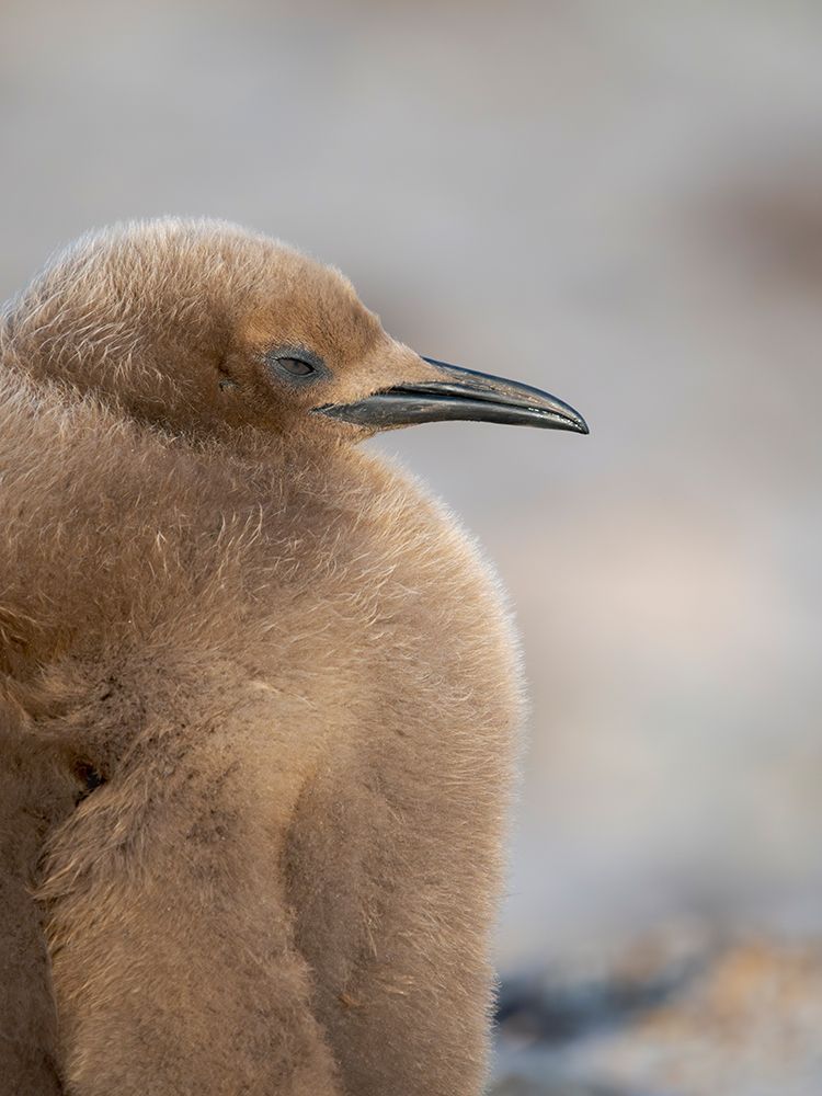King Penguin half grown chick on beach of Saunders Island. South America, Falkland Islands. art print by Martin Zwick for $57.95 CAD