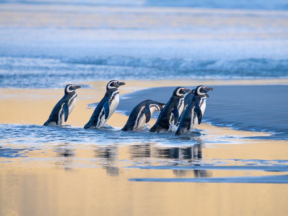 Magellanic Penguin walking to the sea at sunrise. Falkland Islands, Saunders Island. art print by Martin Zwick for $57.95 CAD