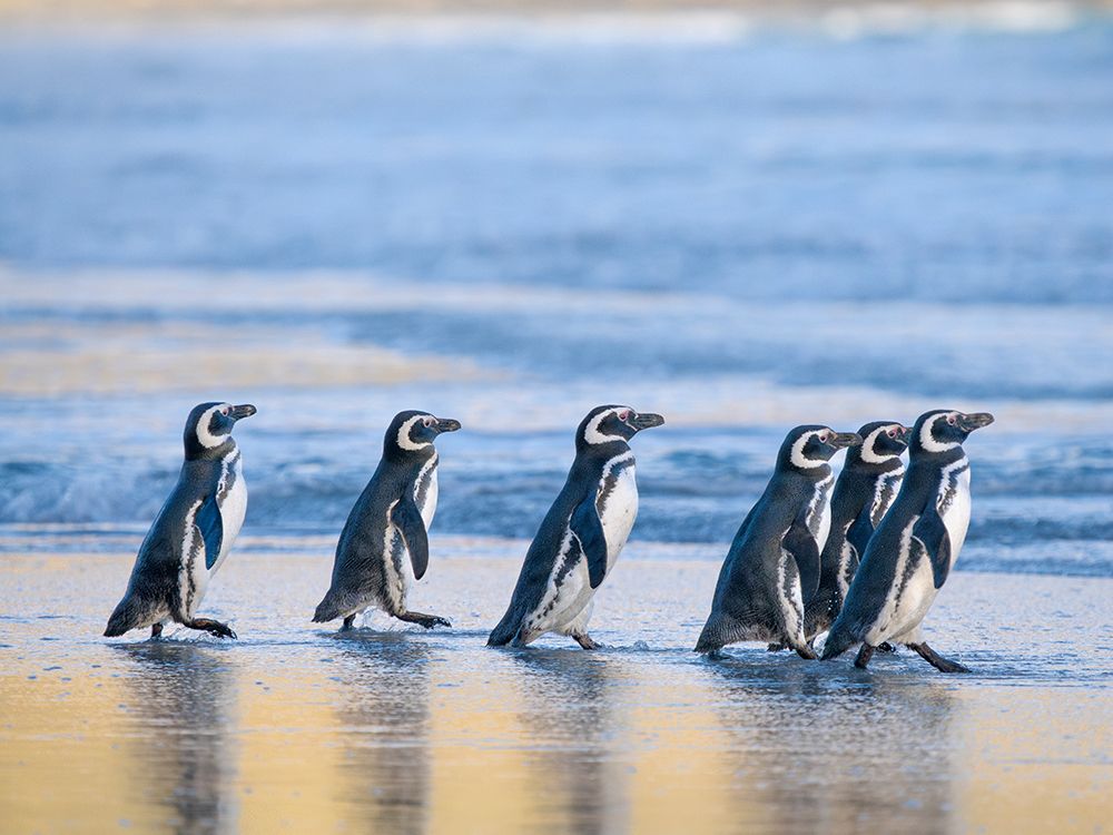 Magellanic Penguin walking to the sea at sunrise. Falkland Islands, Saunders Island. art print by Martin Zwick for $57.95 CAD