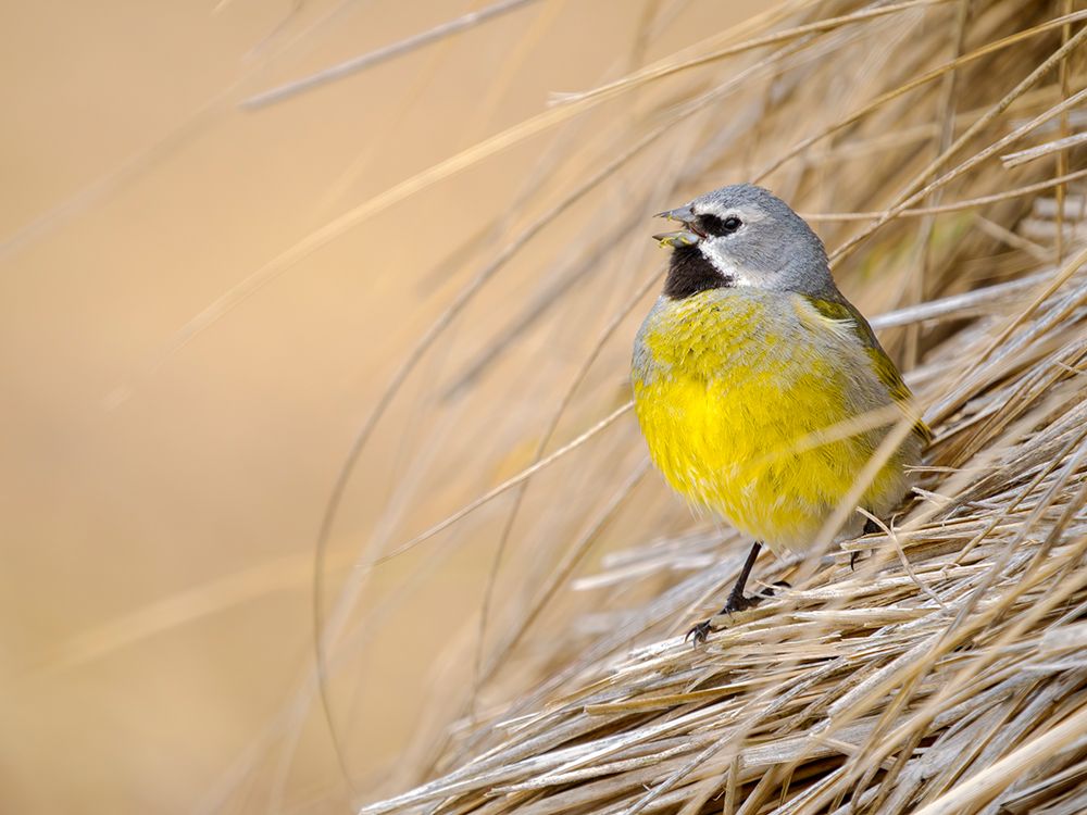 Male White-bridled finch in typical Tussock Grass on Sea Lion Island. Falkland Islands art print by Martin Zwick for $57.95 CAD