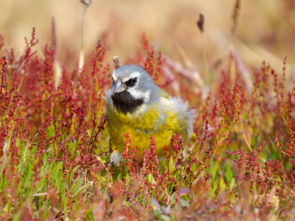 Male White-bridled finch in typical Tussock Grass on Sea Lion Island. Falkland Islands art print by Martin Zwick for $57.95 CAD