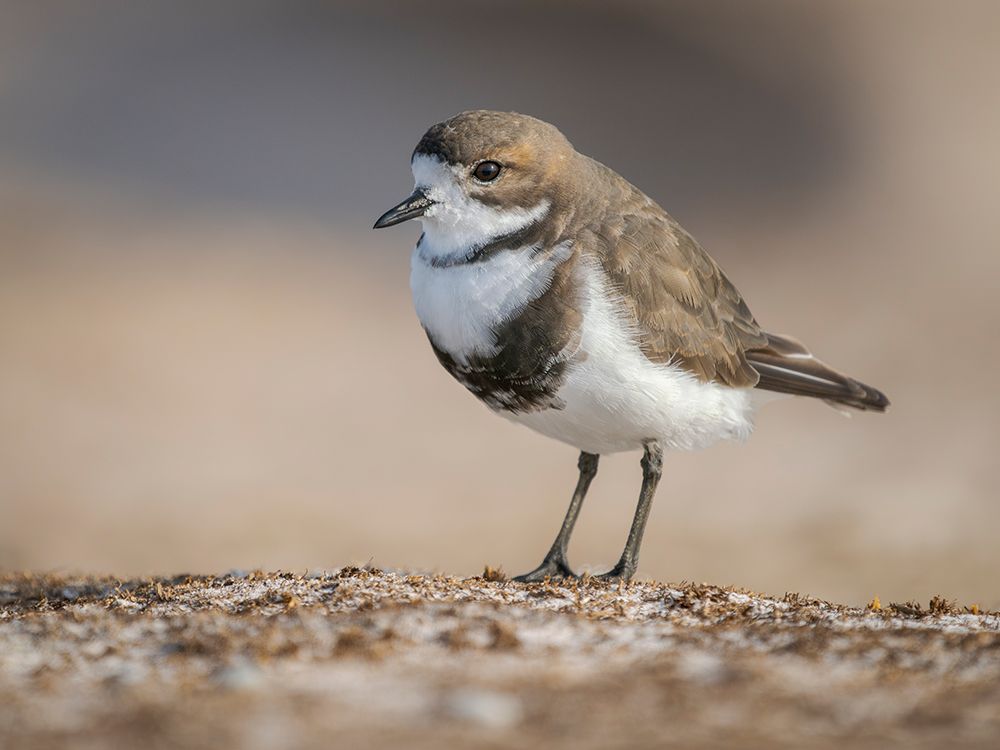 Two-banded plover on the coast at Volunteer Point. South America, Falkland Islands, East Falkland art print by Martin Zwick for $57.95 CAD
