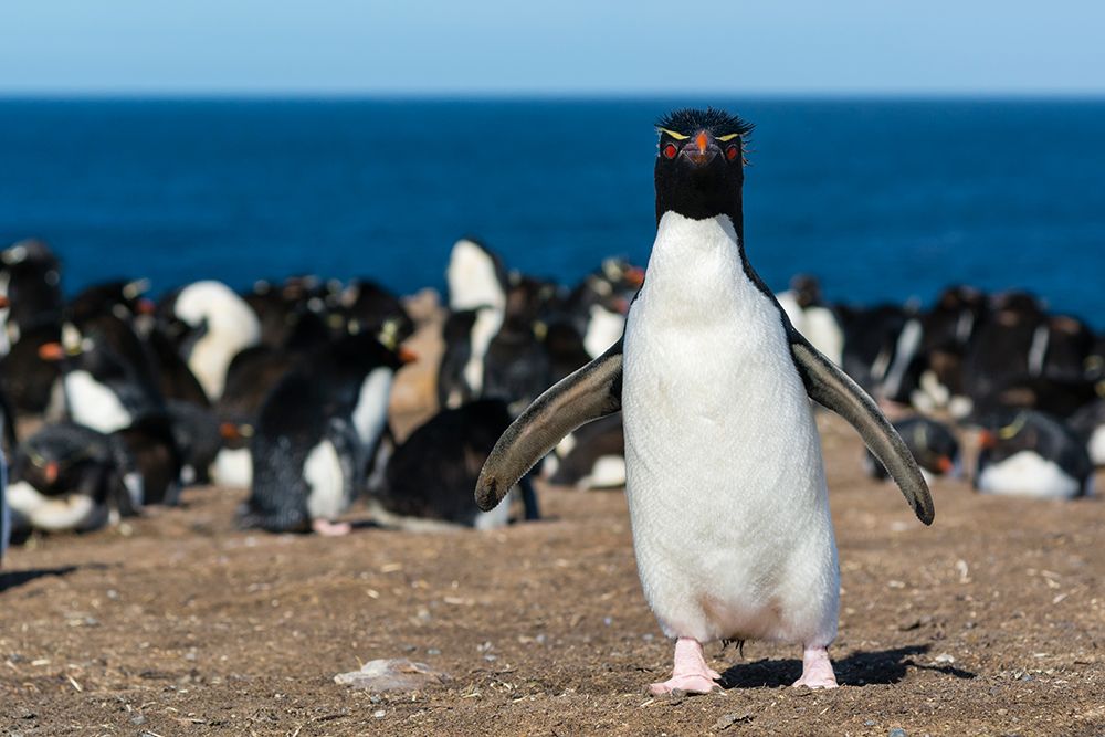 A rockhopper penguin-Eudyptes chrysocome-looking at the camera Pebble Island-Falkland Islands art print by Sergio Pitamitz for $57.95 CAD