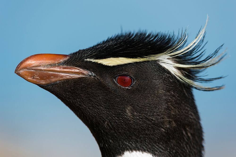 Close-up portrait of a rockhopper penguin-Eudyptes chrysocome Pebble Island-Falkland Islands art print by Sergio Pitamitz for $57.95 CAD