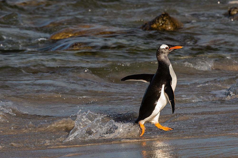 Gentoo penguin-Pygoscelis Papua-coming ashore Pebble Island-Falkland Islands art print by Sergio Pitamitz for $57.95 CAD