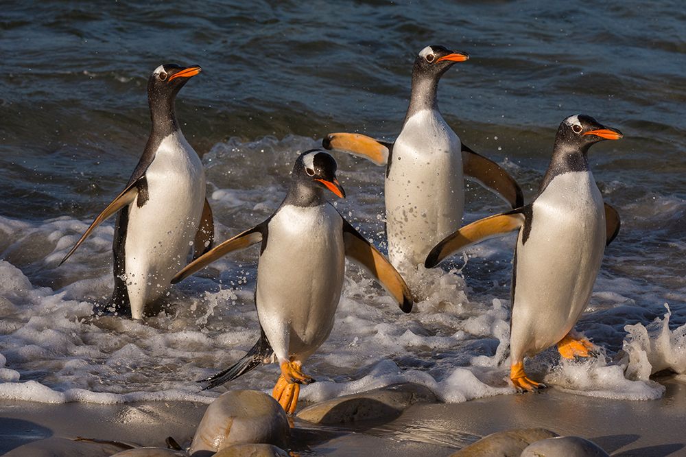 Gentoo penguins-Pygoscelis Papua-coming ashore Pebble Island-Falkland Islands art print by Sergio Pitamitz for $57.95 CAD