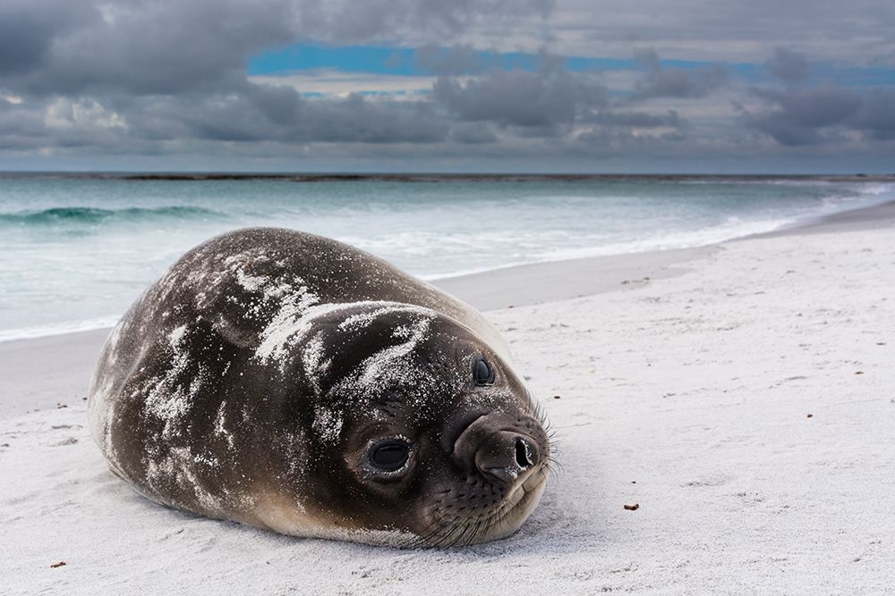Southern elephant seal pup-Mirounga leonina-resting on a beach Sea Lion Island-Falkland Islands art print by Sergio Pitamitz for $57.95 CAD