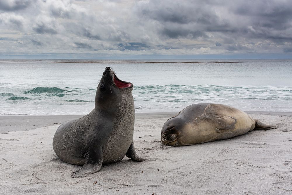 Young southern elephant seals-resting on a beach Sea Lion Island-Falkland Islands art print by Sergio Pitamitz for $57.95 CAD