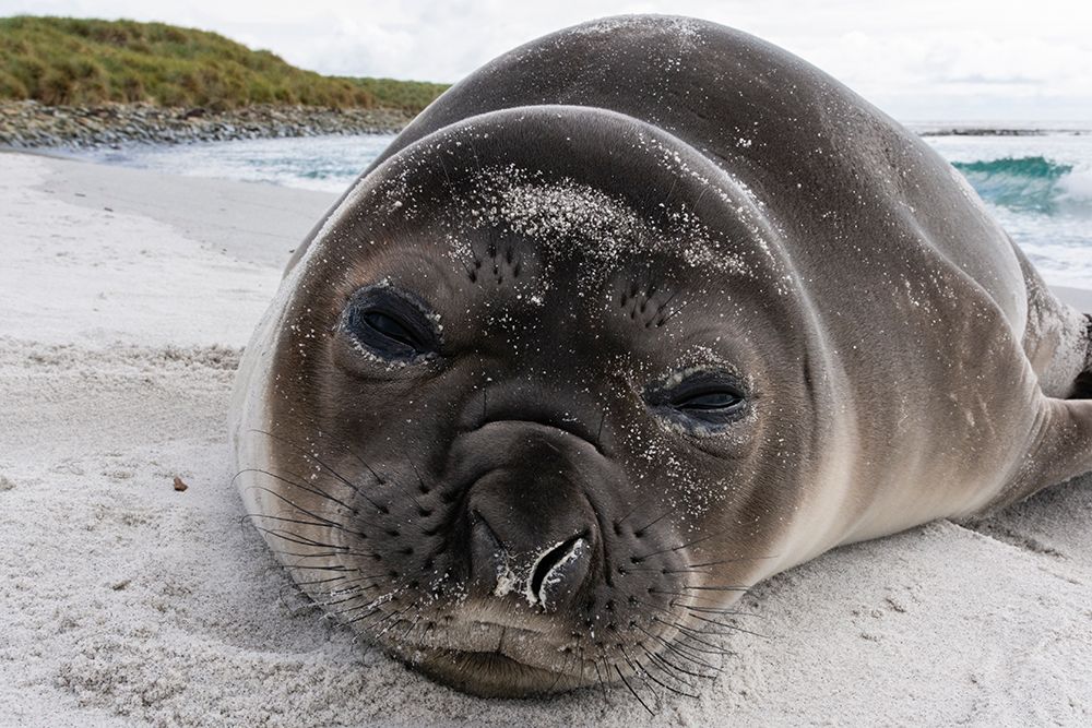 Southern elephant seal pup-Mirounga leonina-resting on a beach Sea Lion Island-Falkland Islands art print by Sergio Pitamitz for $57.95 CAD