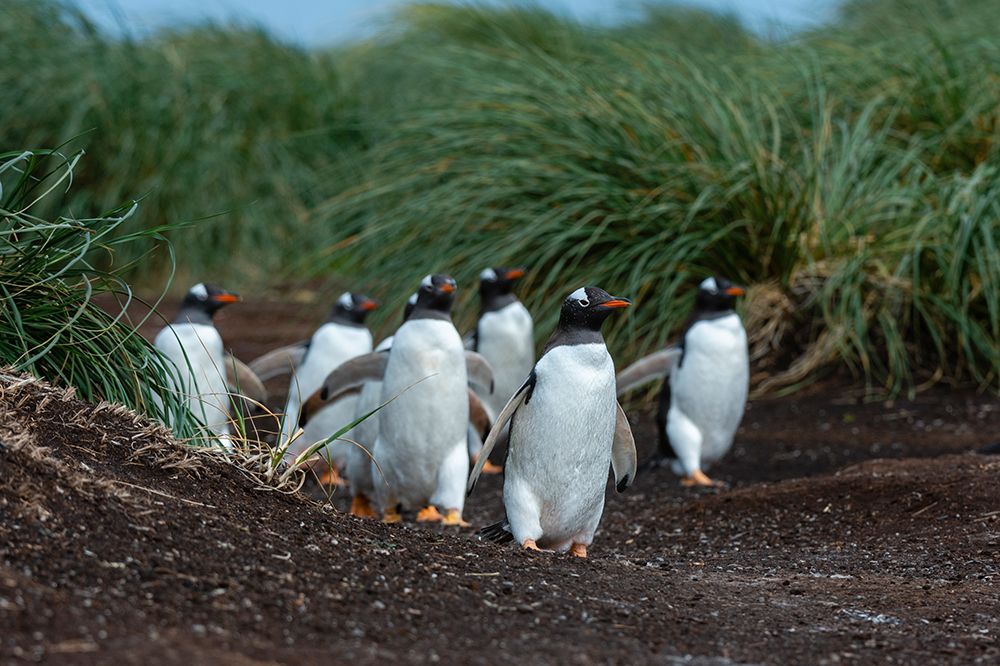 A Gentoo penguin-Pygoscelis Papua-walking to the beach Sea Lion Island-Falkland Islands art print by Sergio Pitamitz for $57.95 CAD