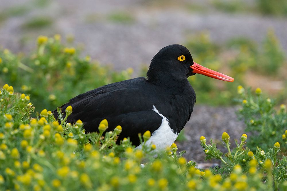 A Magellanic oystercatcher resting on the ground Sea Lion Island-Falkland Islands art print by Sergio Pitamitz for $57.95 CAD