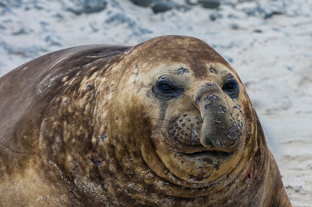 A southern elephant seal-Mirounga leonina-portrait Sea Lion Island-Falkland Islands art print by Sergio Pitamitz for $57.95 CAD