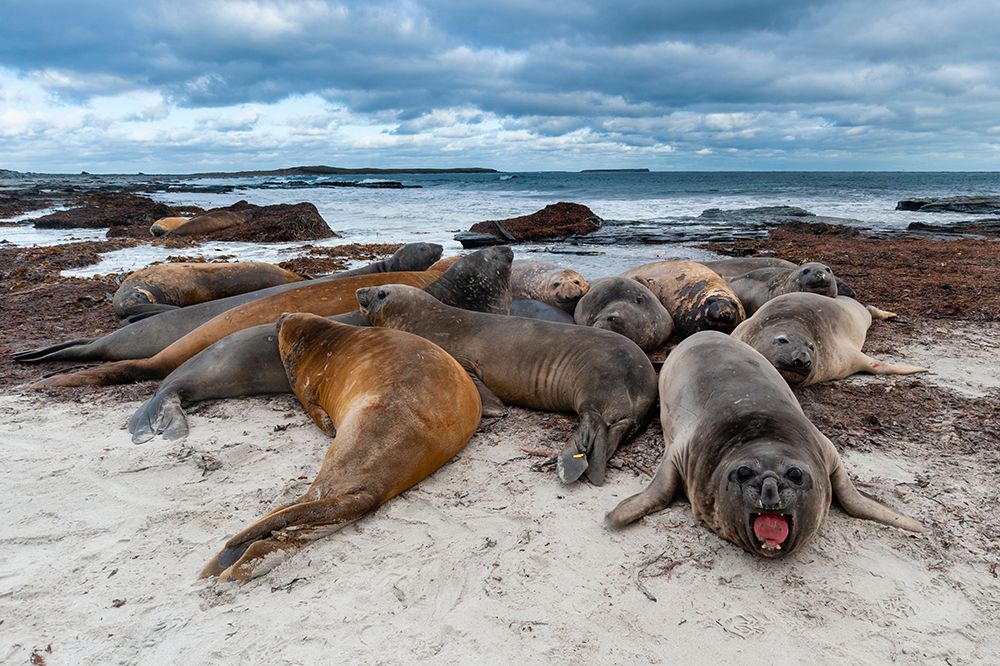 Southern elephant seals-Mirounga leonina-resting on a beach Sea Lion Island-Falkland Islands art print by Sergio Pitamitz for $57.95 CAD