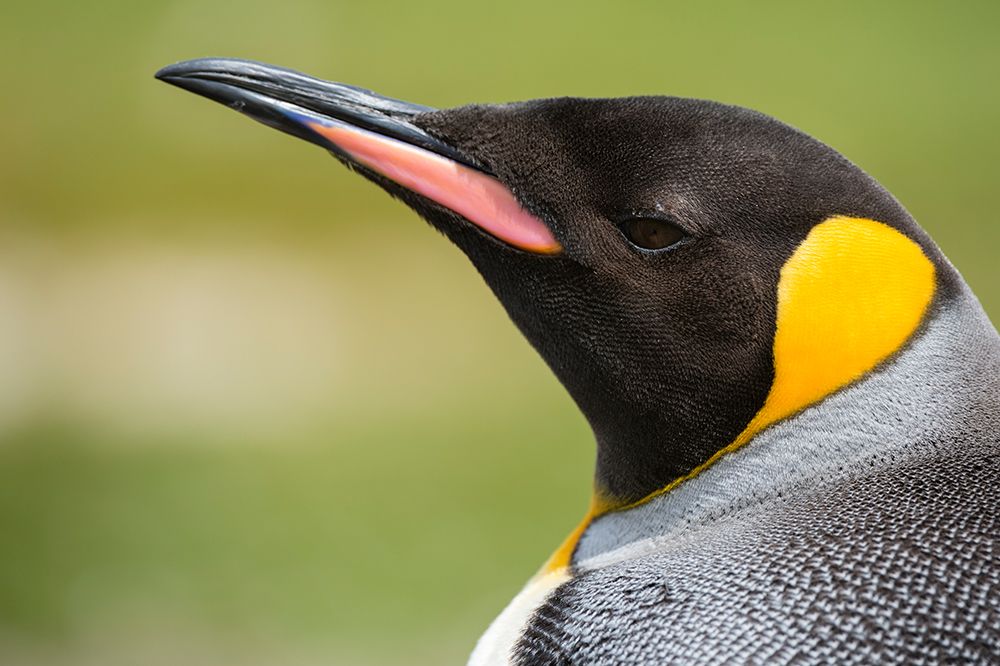 Portrait of a king penguin-Aptenodytes patagonicus Volunteer Point-Falkland Islands art print by Sergio Pitamitz for $57.95 CAD