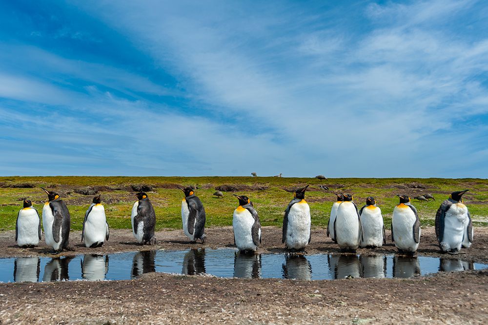 King penguins-Aptenodytes patagonicus-at a water pond Volunteer Point-Falkland Islands art print by Sergio Pitamitz for $57.95 CAD