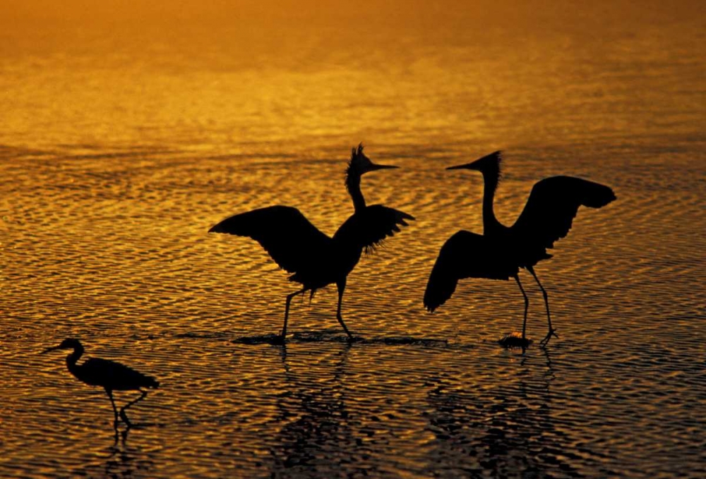 Silhouettes of reddish egrets in mating dance art print by Arthur Morris for $57.95 CAD