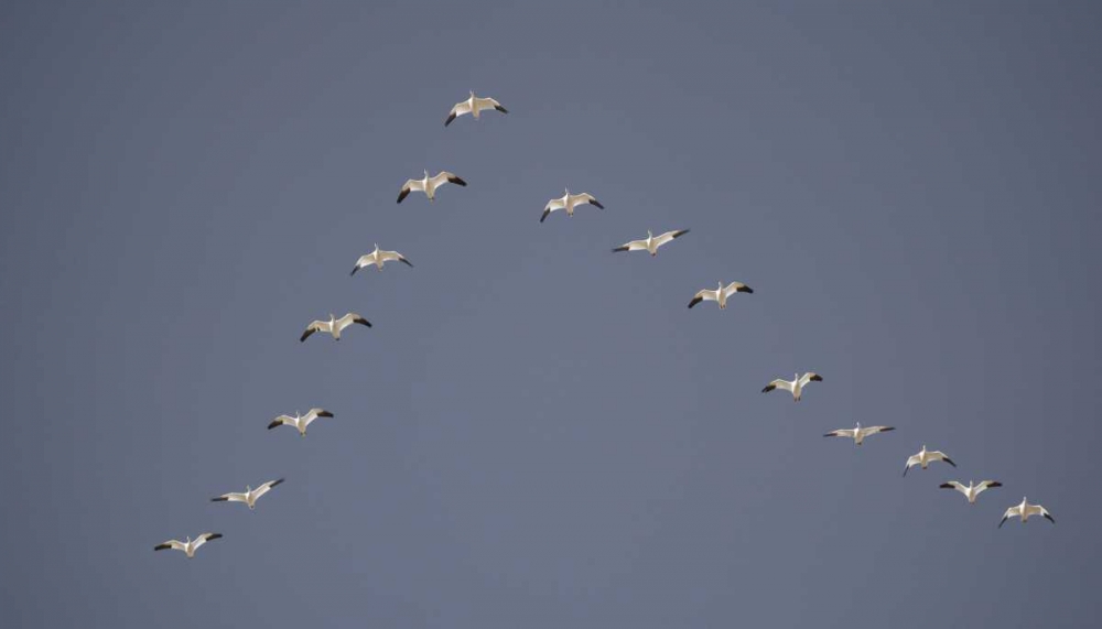 Snow geese flying in V formation art print by Arthur Morris for $57.95 CAD