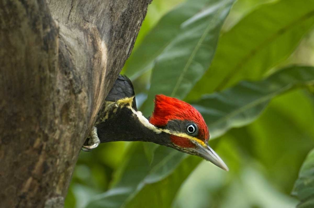Mexico, Tamaulipas Lineated woodpecker in nest art print by Dave Welling for $57.95 CAD