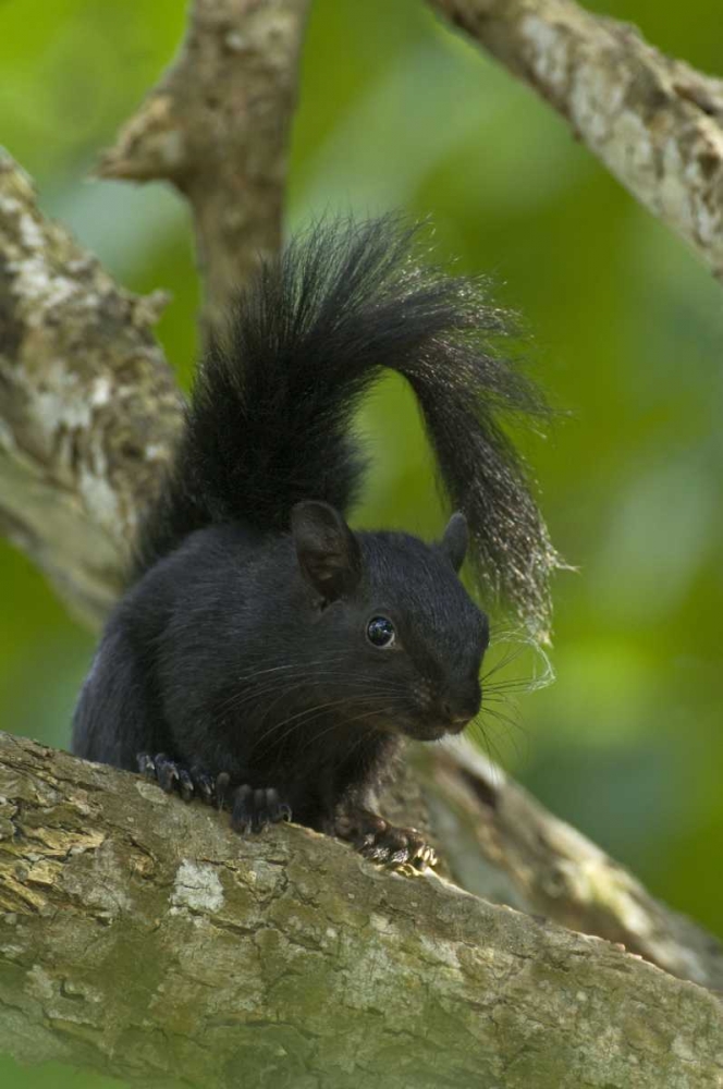 Mexico, Tamaulipas Curious red-bellied squirrel art print by Dave Welling for $57.95 CAD