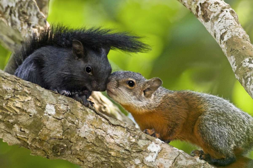 Mexico, Tamaulipas Red-bellied squirrels art print by Dave Welling for $57.95 CAD