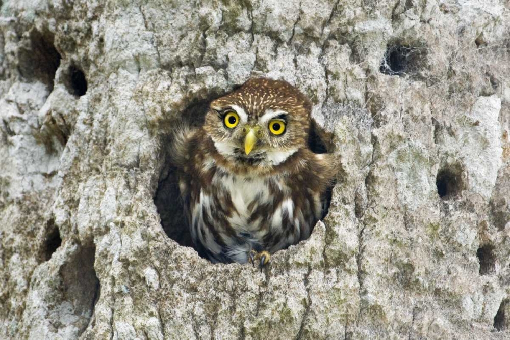 Mexico, Tamaulipas Ferruginous pygmy owl in nest art print by Dave Welling for $57.95 CAD