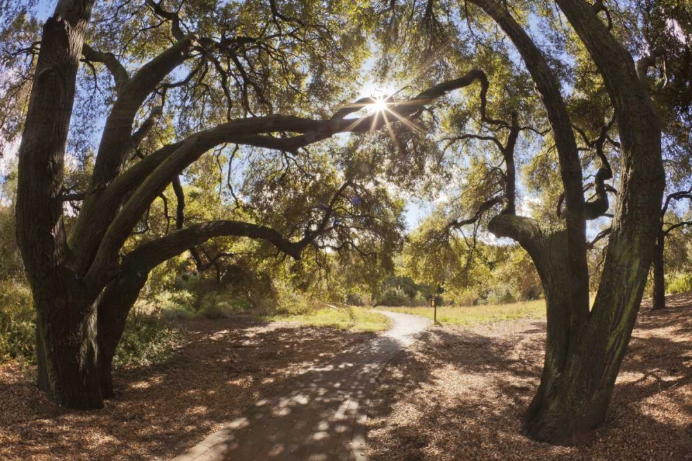 Mexico, Tecate Oak trees at Rancho La Purerta art print by Don Paulson for $57.95 CAD