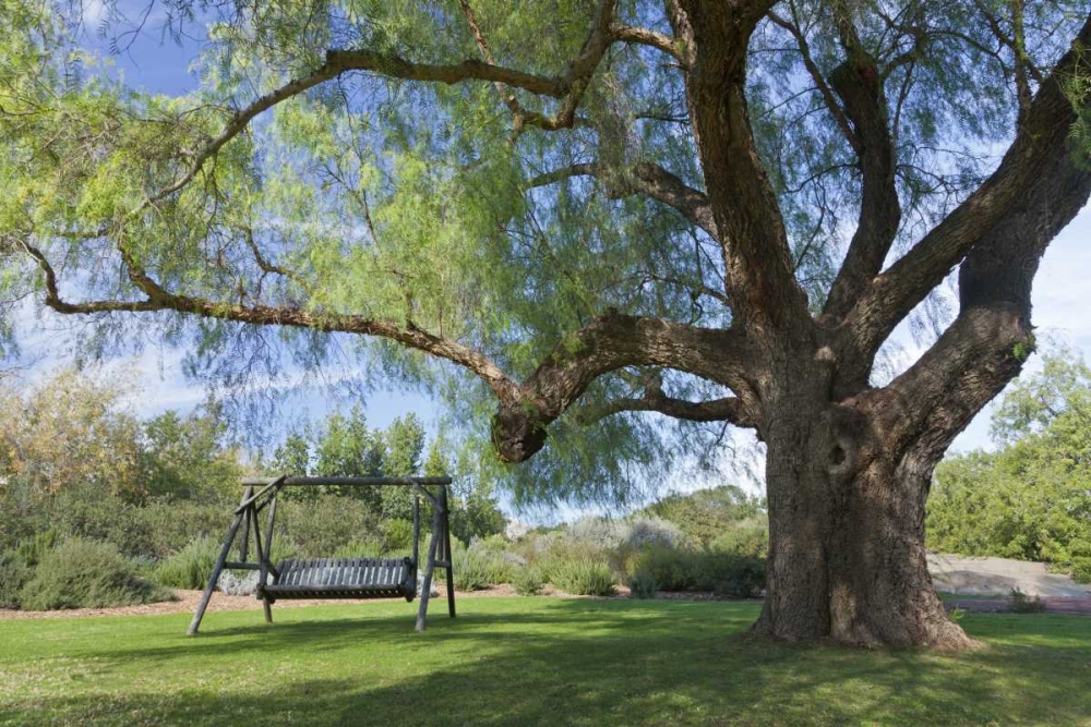 Mexico, Tecate Bench swing under large tree art print by Don Paulson for $57.95 CAD