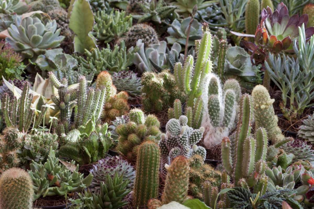 Mexico Cacti on display at Candelaria Festival art print by Don Paulson for $57.95 CAD