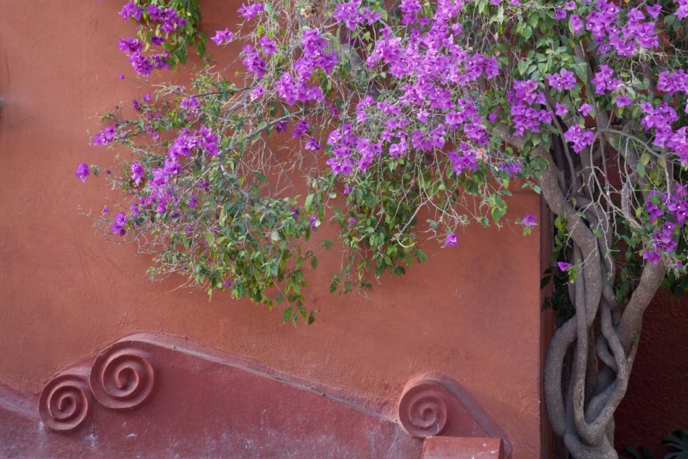 Mexico Bougainvillea tree next to wall art print by Don Paulson for $57.95 CAD
