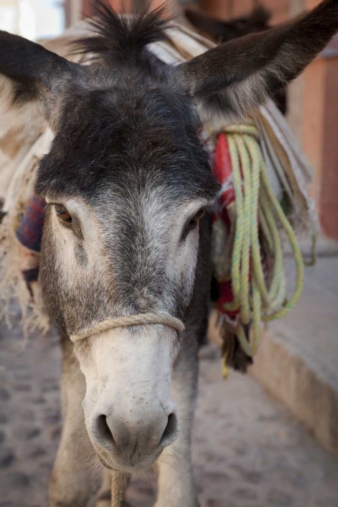 Mexico Frontal Donkey carrying load art print by Don Paulson for $57.95 CAD