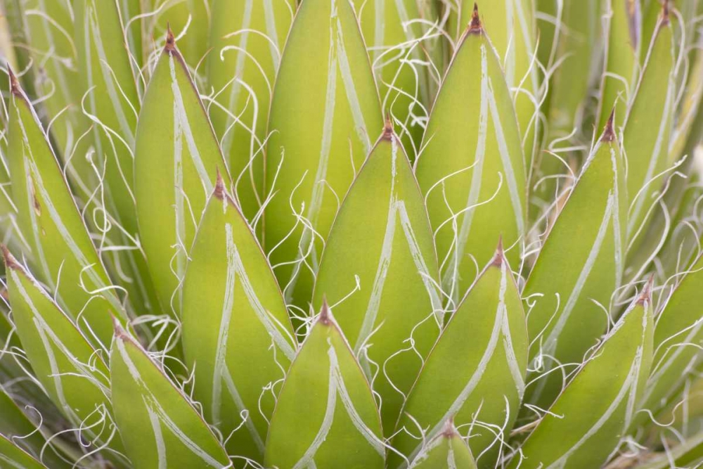 Mexico, San Miguel de Allende Yucca plant art print by Don Paulson for $57.95 CAD