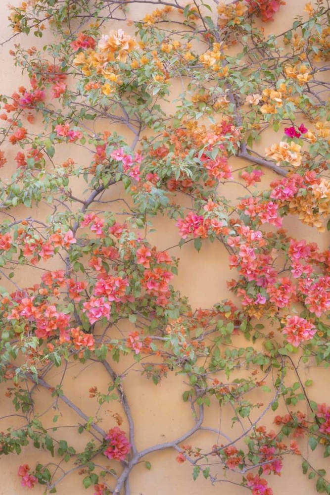 Mexico Bougainvillea growing on wall art print by Don Paulson for $57.95 CAD