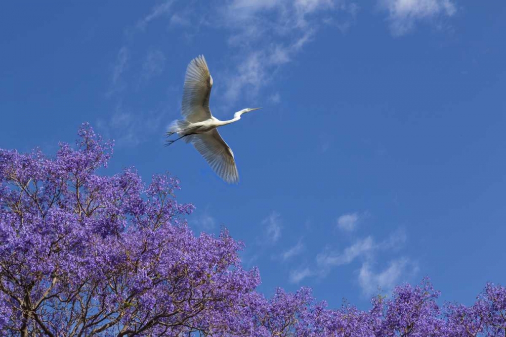 Mexico Great egret flying over jacaranda tree art print by Don Paulson for $57.95 CAD