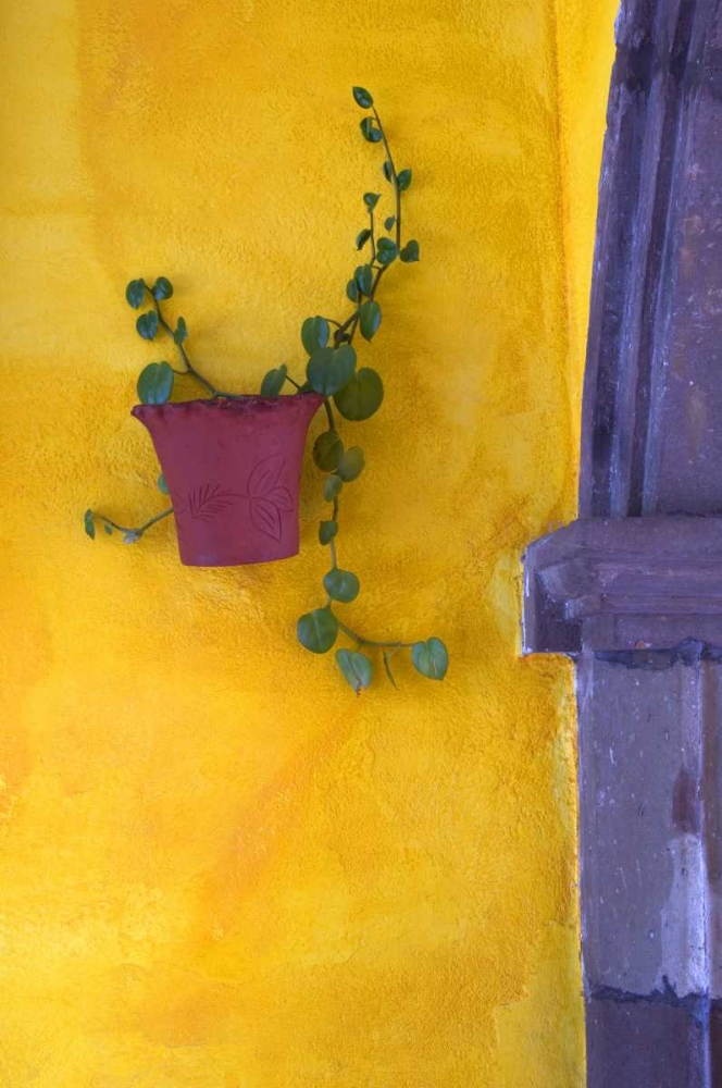 Mexico, San Miguel de Allende Planted pot art print by Nancy Rotenberg for $57.95 CAD