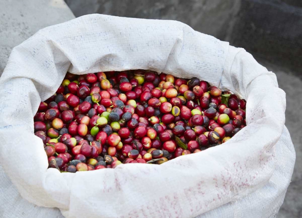Mexico, Sierra Madre Mts Raw coffee beans in bag art print by Steve Ross for $57.95 CAD
