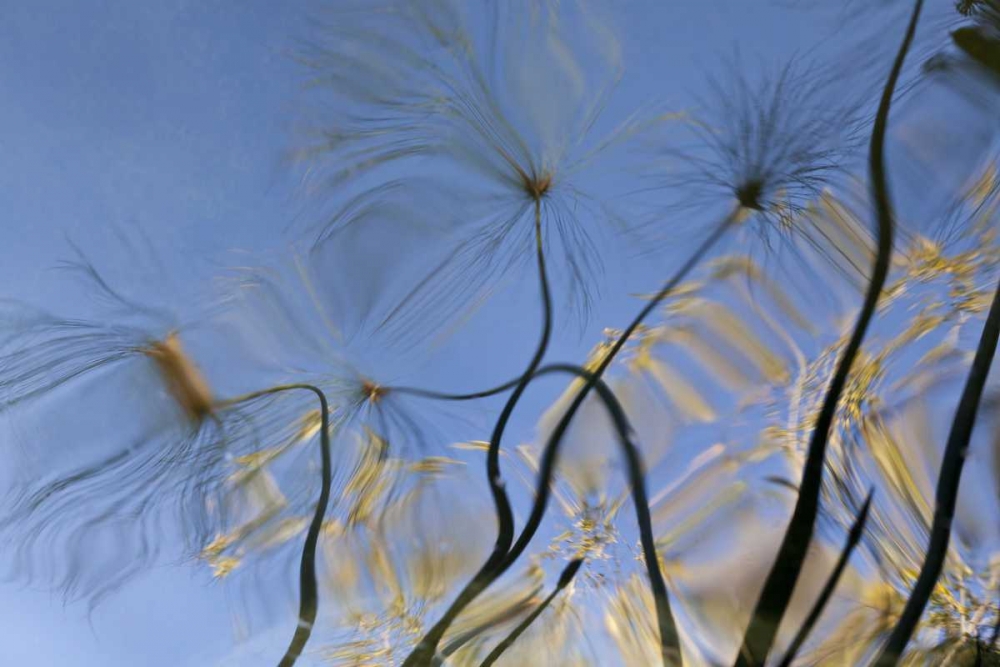 Mexico, Baja California, Tecate Pool reflection art print by Don Paulson for $57.95 CAD