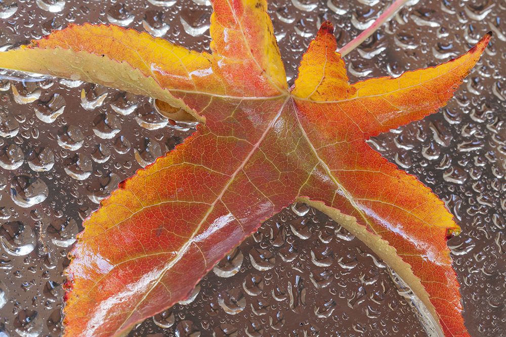 Mexico, Baha California, Tecate. Fall leaf and water drops art print by Jaynes Gallery for $57.95 CAD