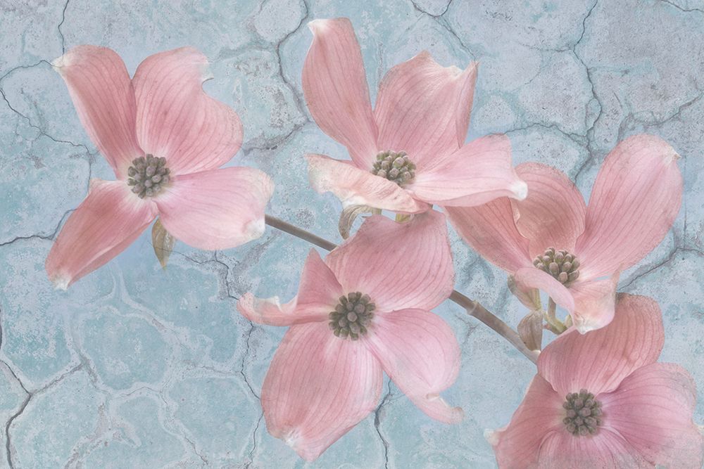 Mexico, Jalpa. Pink dogwood flower collage. art print by Jaynes Gallery for $57.95 CAD