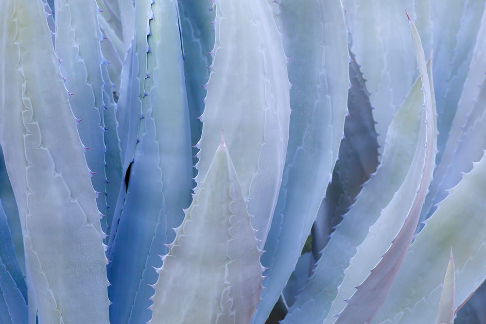 Mexico, Tecate, Rancho La Puerta. Close-up of agave leaves. art print by Jaynes Gallery for $57.95 CAD