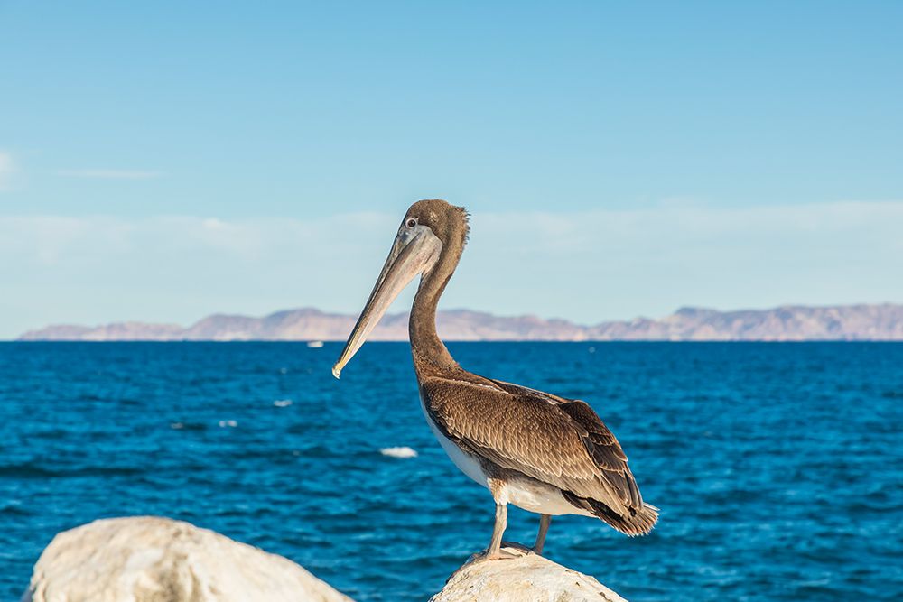 Loreto- Baja California Sur- Mexico. A Brown pelican along the shore of the Sea of Cortez. art print by Emily Wilson for $57.95 CAD