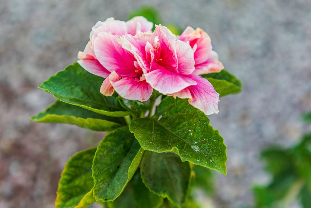 Loreto- Baja California Sur- Mexico. A pink flower along the street. art print by Emily Wilson for $57.95 CAD