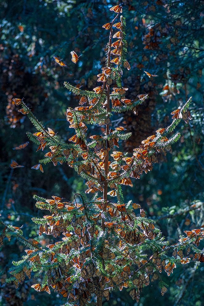 A monarch butterfly Christmas Tree-El Rosario Reserve-Mexico art print by Howie Garber for $57.95 CAD