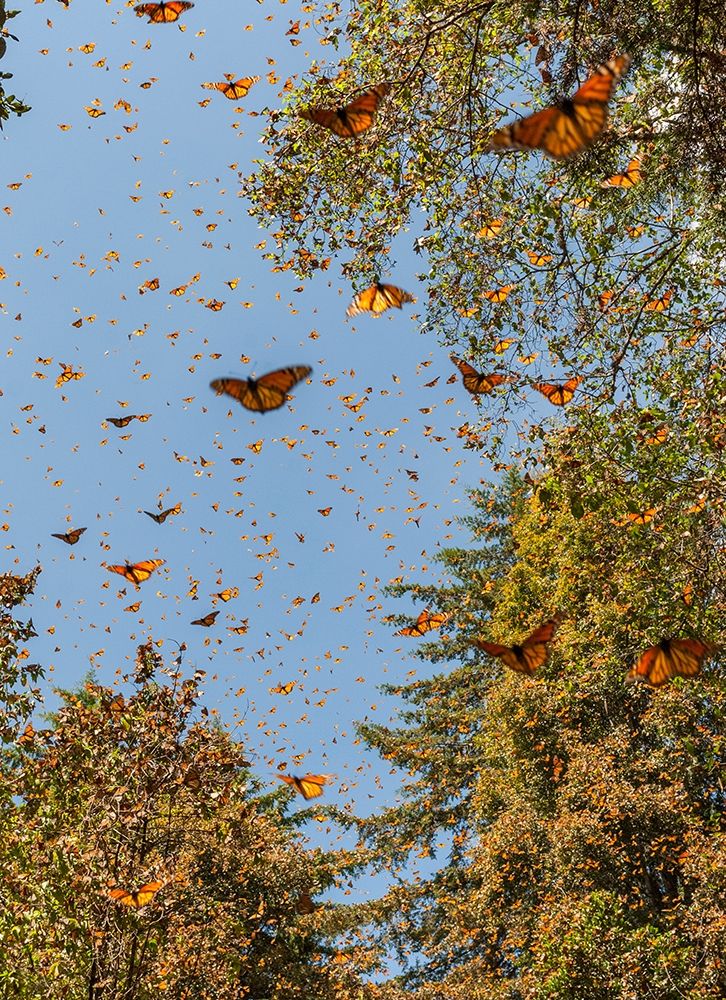 Masses of monarch butterflies in Flight-Cerro Pelon monarch butterfly reserve-Michoacan-Mexico art print by Howie Garber for $57.95 CAD