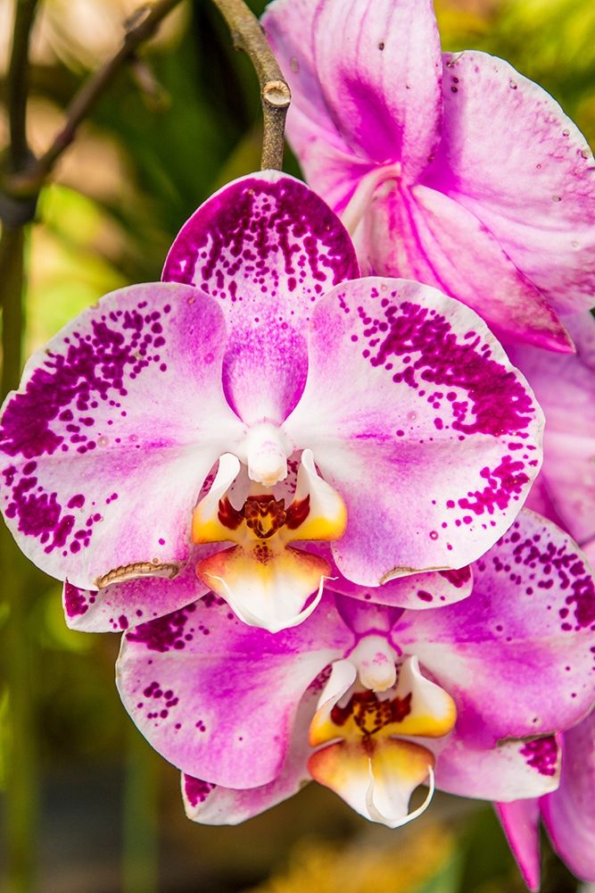 Flowers at the Puerto Vallarta Botanical Garden-Puerto Vallarta-Jalisco-Mexico art print by Michael DeFreitas for $57.95 CAD