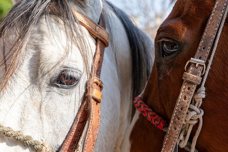 Horses. San Miguel de Allende, Mexico. art print by Tom Norring for $57.95 CAD
