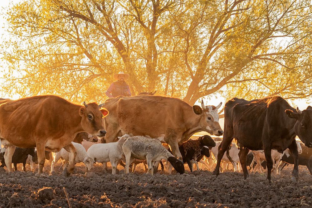 Cows and other livestock being driven home at sunset. San Miguel de Allende, Mexico. art print by Tom Norring for $57.95 CAD