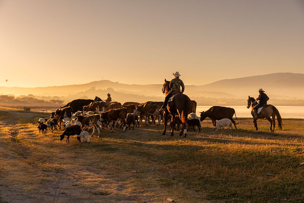 Mexican cowboys driving cattle from horseback. San Miguel de Allende. art print by Tom Norring for $57.95 CAD