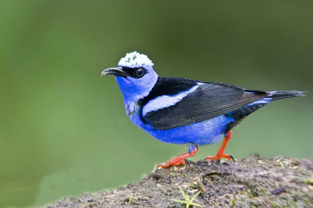 Panama Red-legged honeycreeper on boulder art print by Joanne Williams for $57.95 CAD