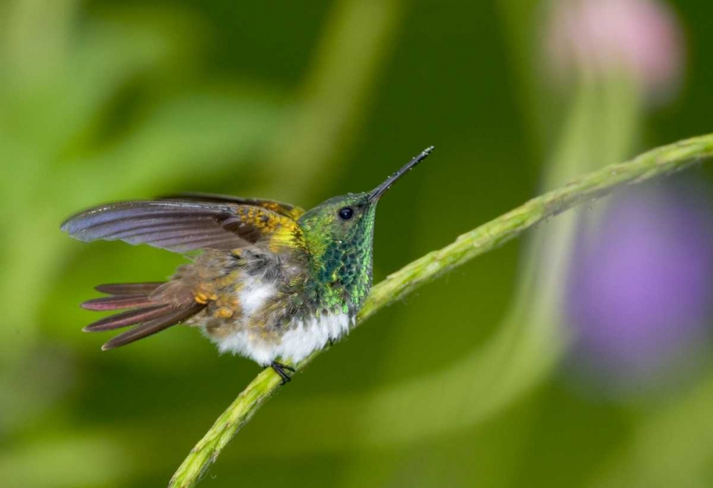Panama Snowy-bellied hummingbird on limb art print by Joanne Williams for $57.95 CAD