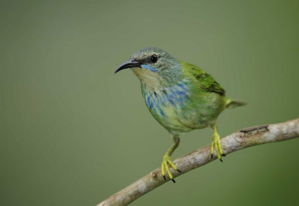 Panama, Gamboa Rainforest Shining honeycreeper art print by Arthur Morris for $57.95 CAD
